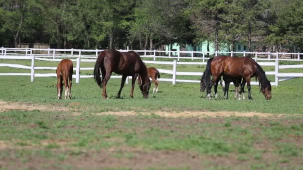 Caballos y potros en la granja — Vídeos de Stock