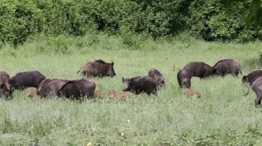 Bir alan üzerinde yaban domuzu