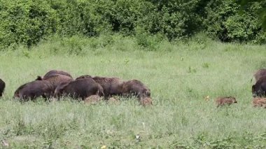Bir alan üzerinde yaban domuzu