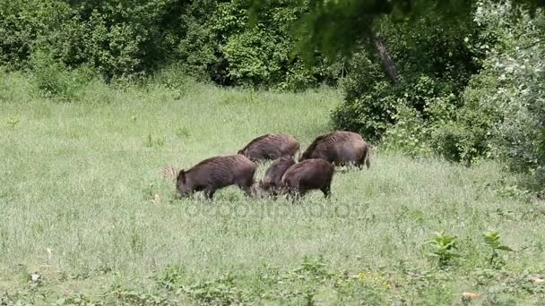 Jabalíes salvajes en un campo — Vídeos de Stock