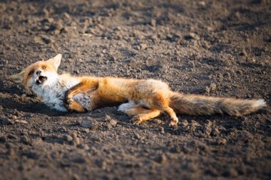 Yaralı kızıl tilki
