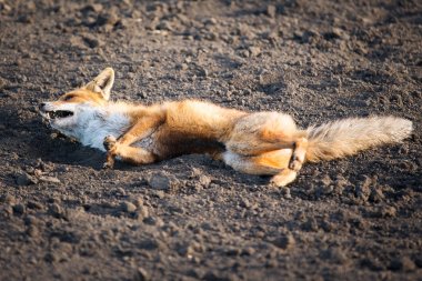 Yaralı kızıl tilki