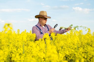Bir çiftçi kolza tohumu inceler
