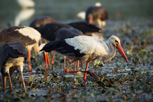 Vit stork i naturen livsmiljöen — Stockfoto