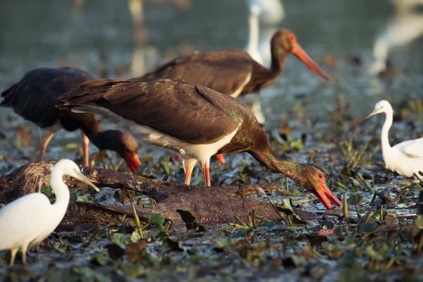 Black Storks feeding in water — Stock Photo, Image