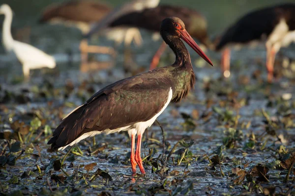 Black Storks feeding in water — Stock Photo, Image