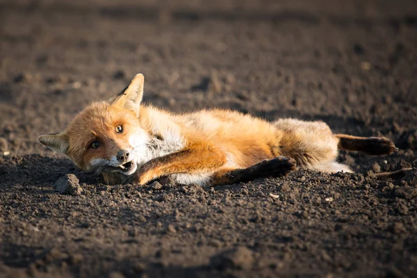 負傷者の赤狐 — ストック写真