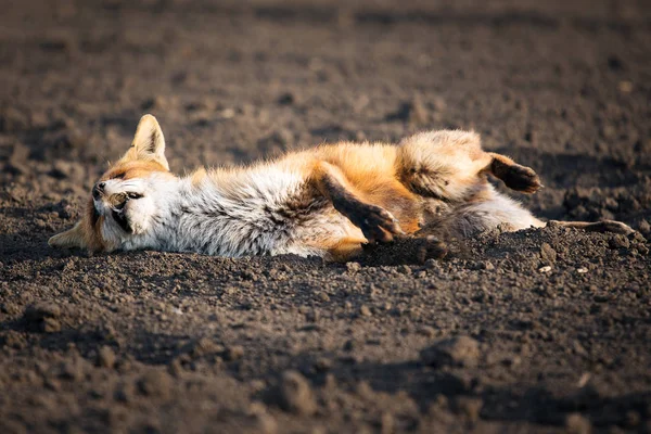 Yaralı kızıl tilki