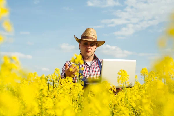 A farmer inspects rapeseed — Stock Photo, Image