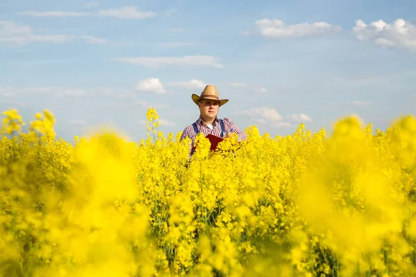 A farmer inspects rapeseed — Stock Photo, Image