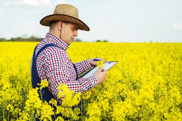 Bir çiftçi kolza tohumu inceler