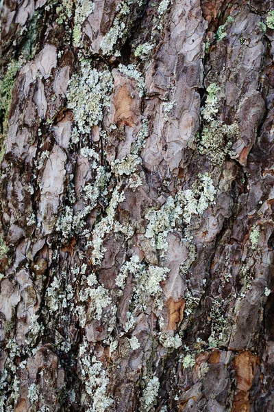 Текстура сухого дерева — стоковое фото