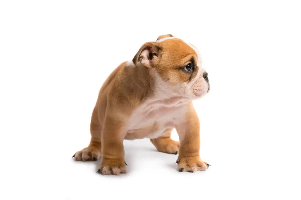 Schattige puppy van Engels Bulldog geïsoleerd op witte achtergrond — Stockfoto