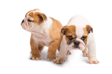 Beyaz bir arka plan oynayan iki İngilizce bulldog puppies