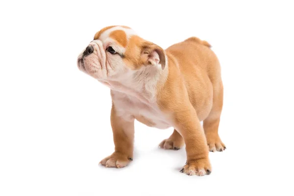 Schattige puppy van Engels Bulldog geïsoleerd op witte achtergrond — Stockfoto