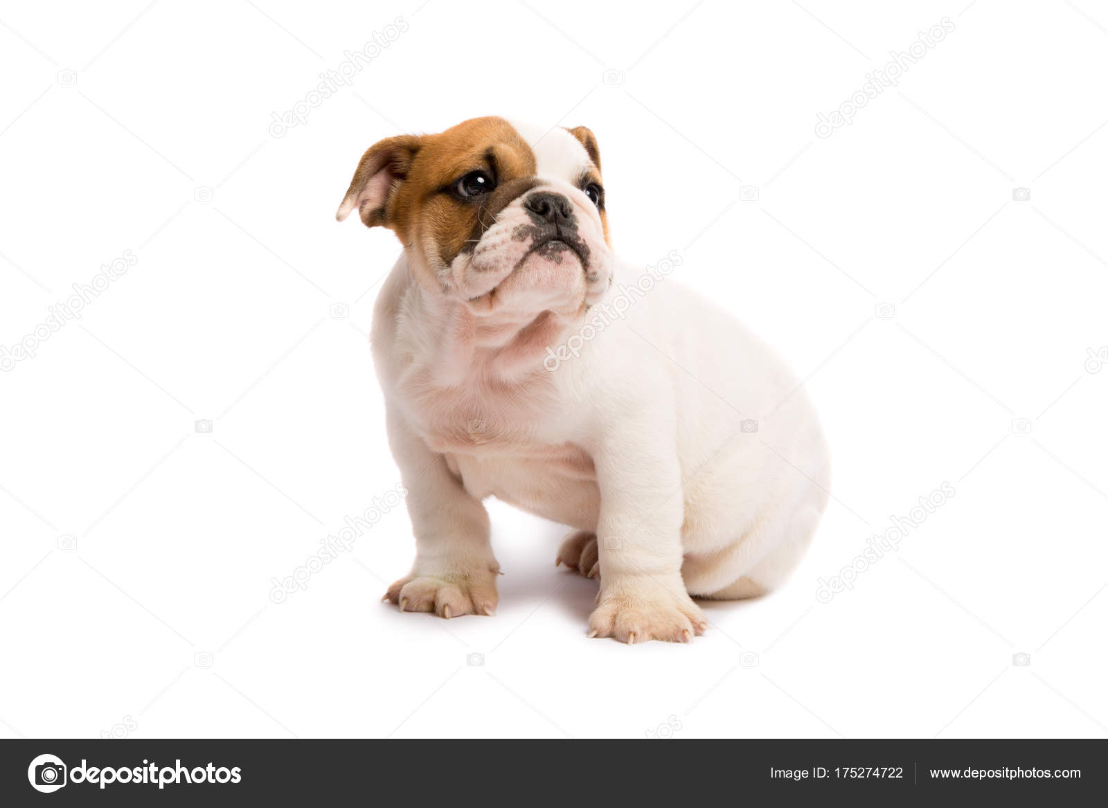 Cute Cute Puppies Bulldog