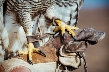Falconer with hawk on the hand clipart