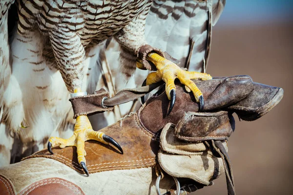 Falconer Met Hawk Aan Kant — Stockfoto