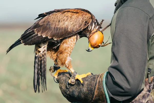 手の上の鷹と鷹匠 — ストック写真