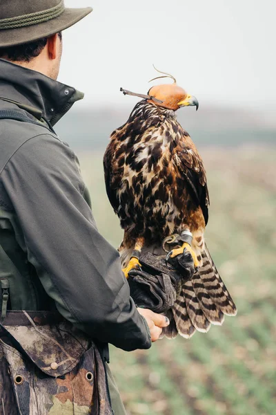 Falconer Hawk Hand — Stock Photo, Image