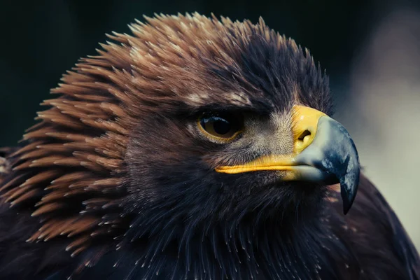 Close Head Portrait Golden Eagle — Stock Photo, Image