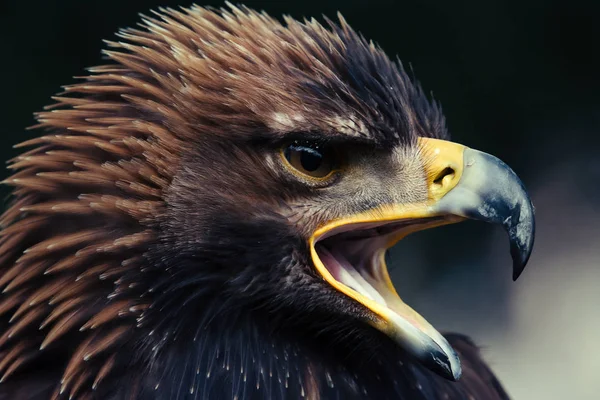 Primer Retrato Cabeza Águila Dorada — Foto de Stock