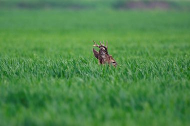 Avrupa Karaca. Karaca yaz peyzaj