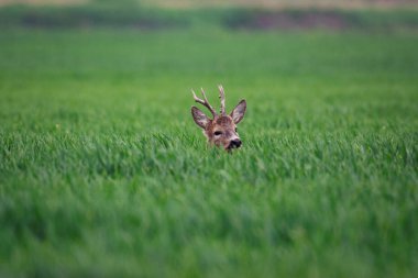 Avrupa Karaca. Karaca yaz peyzaj
