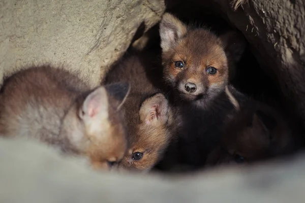 Bellissimi Cuccioli Volpe Rossa Europea Vicino Alla Tana Vulpes Vulpes — Foto Stock