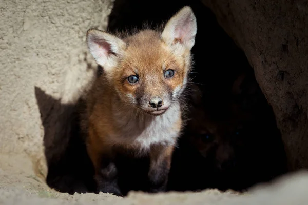 Güzel Avrupa Kızıl Tilki Yavrularını Yuva Vulpes Vulpes Yakınındaki — Stok fotoğraf