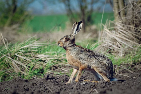 Hare Meadow — Stock Photo, Image