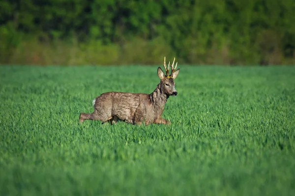 European Roe Deer Roe Deer Summer Landscape — Stock Photo, Image