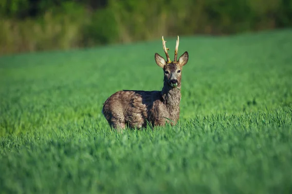 European Roe Deer Roe Deer Summer Landscape — Stock Photo, Image
