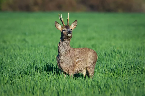 European roe deer. Roe deer in Summer landscape