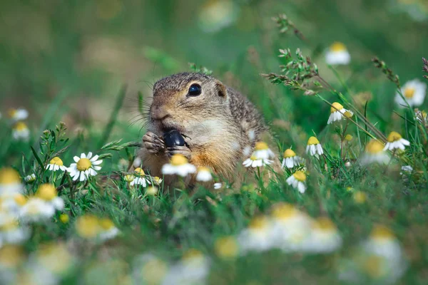 European Ground Squirrel on the green grass