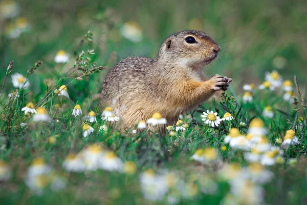 European Ground Squirrel on the green grass