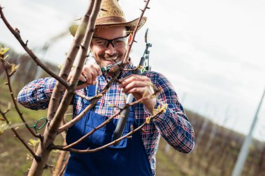 Genç budama meyve ağacının dalları ilkbaharda adam.