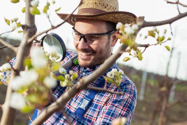 Bir armut yetiştiricisi baharda armut ağaçlarının çiçeklenmesini kontrol eder.