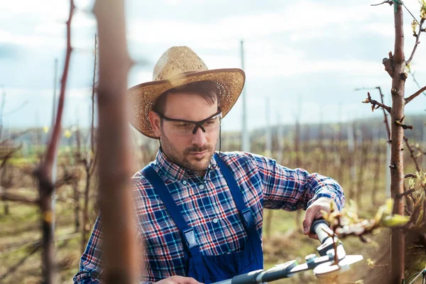 Young Man Pruning Branches Fruit Tree Springtime — Stock Photo, Image