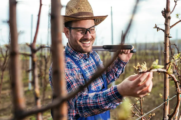 Mladý Farmář Kontroluje Květy Sadu — Stock fotografie