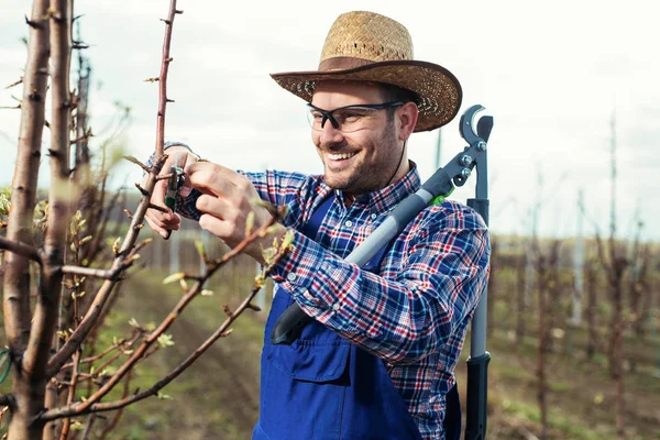 Ung Man Beskärning Grenar Fruktträd Våren — Stockfoto