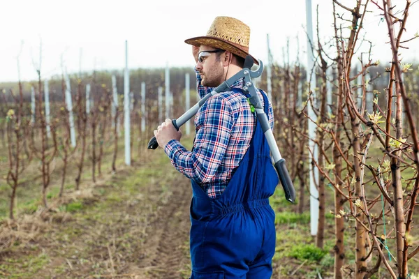 Jungbauer Überprüft Blüte Obstgarten — Stockfoto