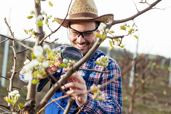 Ein Birnbauer Kontrolliert Die Blüte Seiner Birnbäume Frühjahr — Stockfoto
