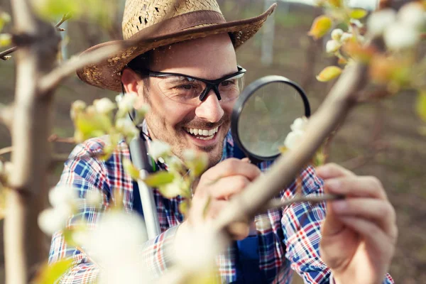 Pear Grower Checks Flowering His Pear Trees Spring — Stock Photo, Image