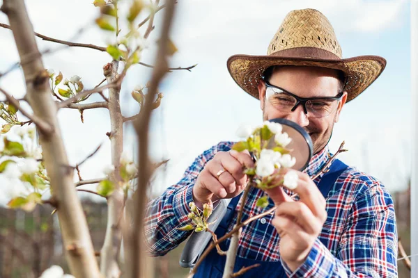 Pear Grower Checks Flowering His Pear Trees Spring — Stock Photo, Image