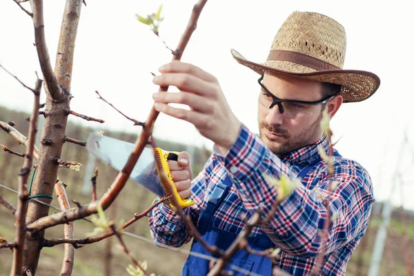 Gardener Cuts Dry Branches Trees — Stock Photo, Image