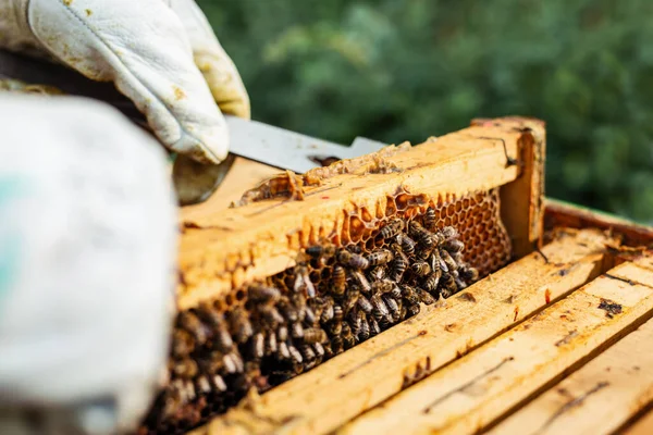 Imker Houdt Een Honingcel Met Bijen Zijn Handen Bijenhouder Inspecteert — Stockfoto