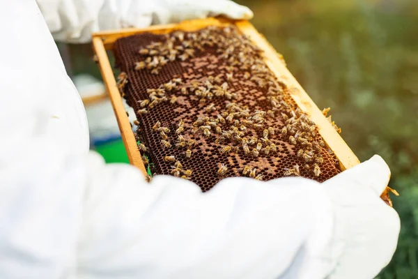 Apicultor Sostiene Una Celda Miel Con Abejas Sus Manos Apicultor — Foto de Stock