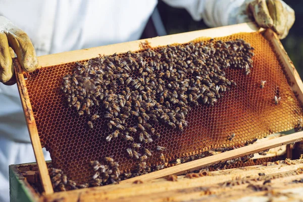 Der Imker Hält Eine Honigzelle Mit Bienen Der Hand Imker — Stockfoto