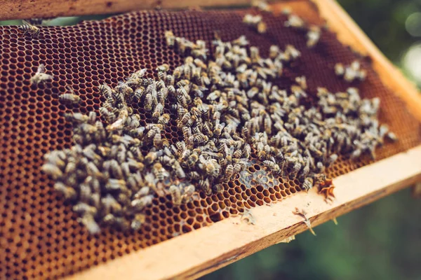 Včelař Drží Medovou Buňku Včelami Rukou Včelař Kontroluje Včelí Plástve — Stock fotografie